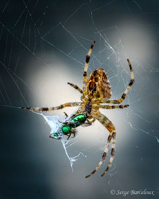 SB_T4C2493