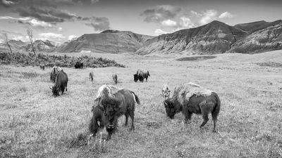 AP-Bison BW.jpg