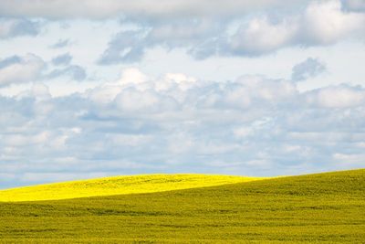 AP-Vague canola.jpg