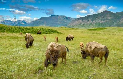 AP-Bison.jpg