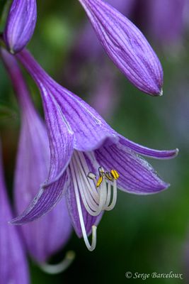 SB_Hosta