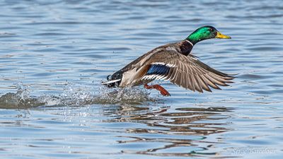SB_T5A0987