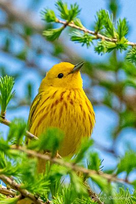 SB_Paruline jaune