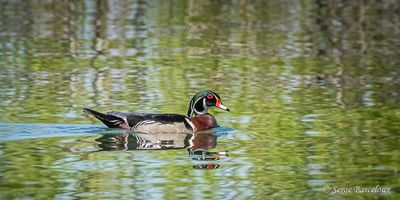 SB_Canard Branchu