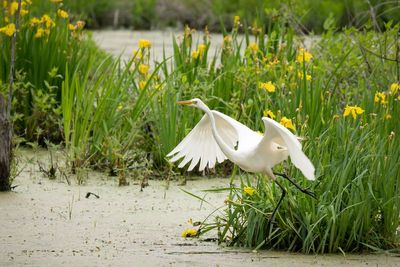 AP-Aigrette blanche-4.jpg