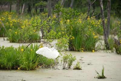 AP-Aigrette blanche-5.jpg