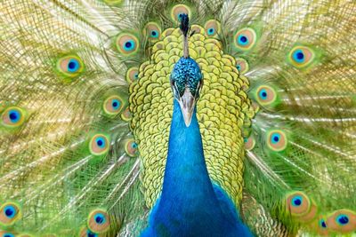 AP-Sa Majest de Plumes.jpg