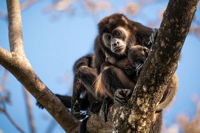 AP-Singe hurleur.jpg