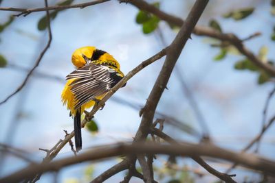 AP-Oriole  dos ray-2.jpg