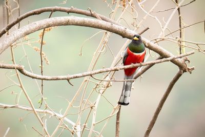 AP-Trogon lgant.jpg