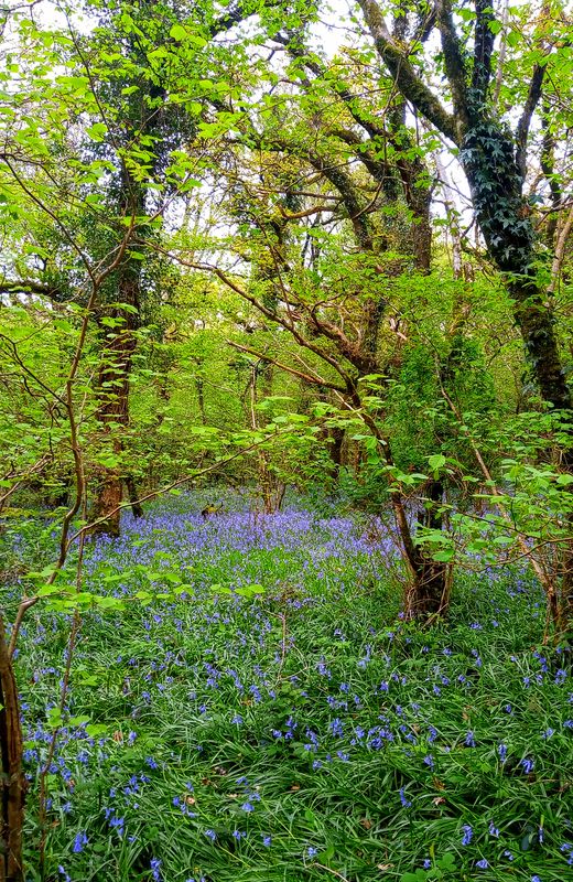 Bluebell woodland