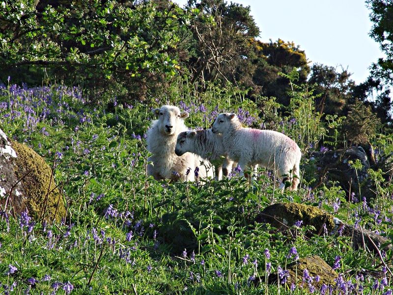Ewe and Lambs in the Bluebells