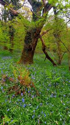 In Bluebell Wood