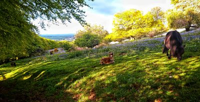 Ponies and Bluebells