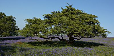 Bluebells and Hawthorn on Dartmoor