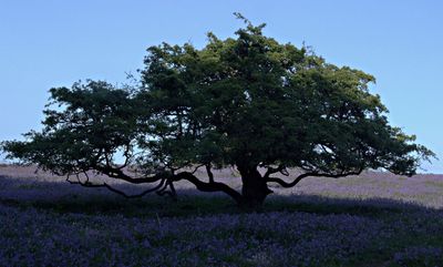 Bluebells on the moor as evening falls