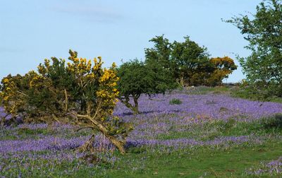 Dartmoor bluebells