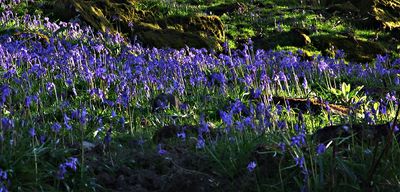 Bluebells in the Golden Hour