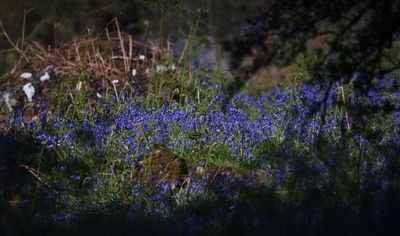 Bluebells mirror lens