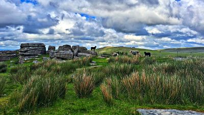 Black lamb on rocks