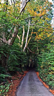 Autumn Road