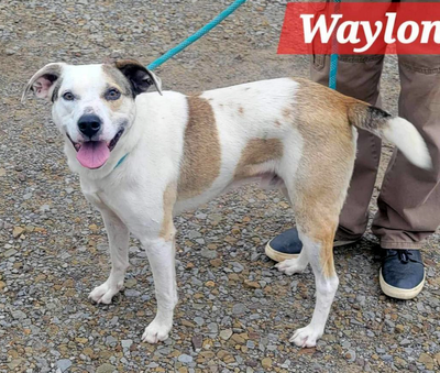 Waylon