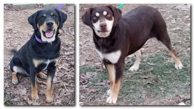 R.J. and Honey--In Need