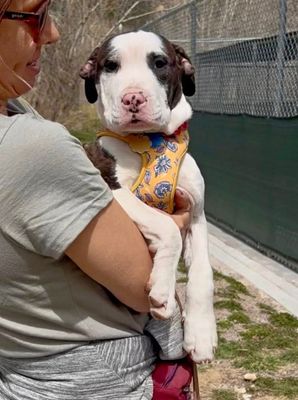 Adopted Dogs at Charlie's Place