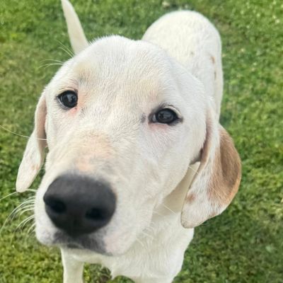 Adoptable Dogs at Charlie's Place