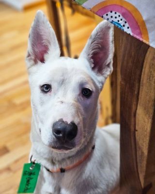 Adoptable Dogs at Charlie's Place