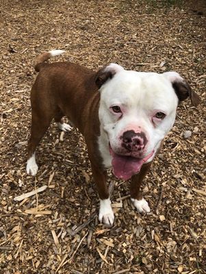 Adoptable Dogs at Charlie's Place