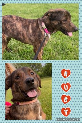 Adoptable Dogs at Charlie's Place