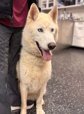 Adoptable Dogs at Charlie's Place