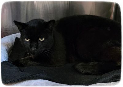 Adoptable Cats at Charlie's Place