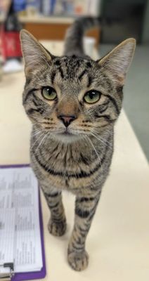 Adoptable Cats at Charlie's Place
