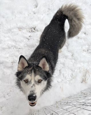 Adoptable Dogs at Charlie's Place