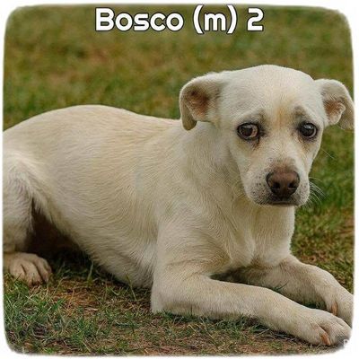 Bosco