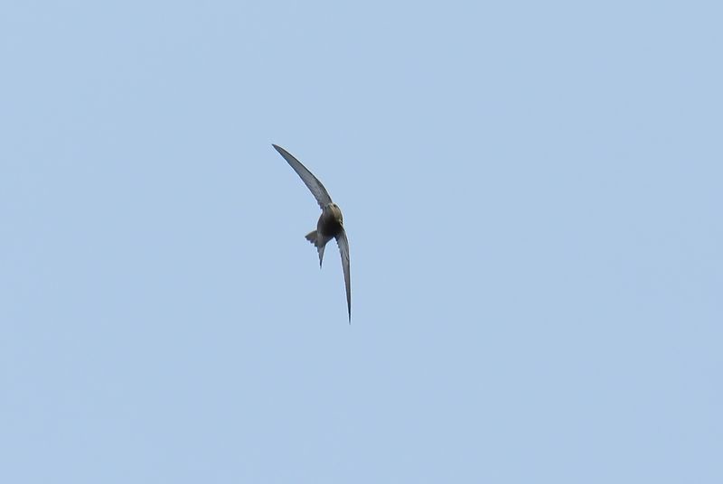 Pallid Swift