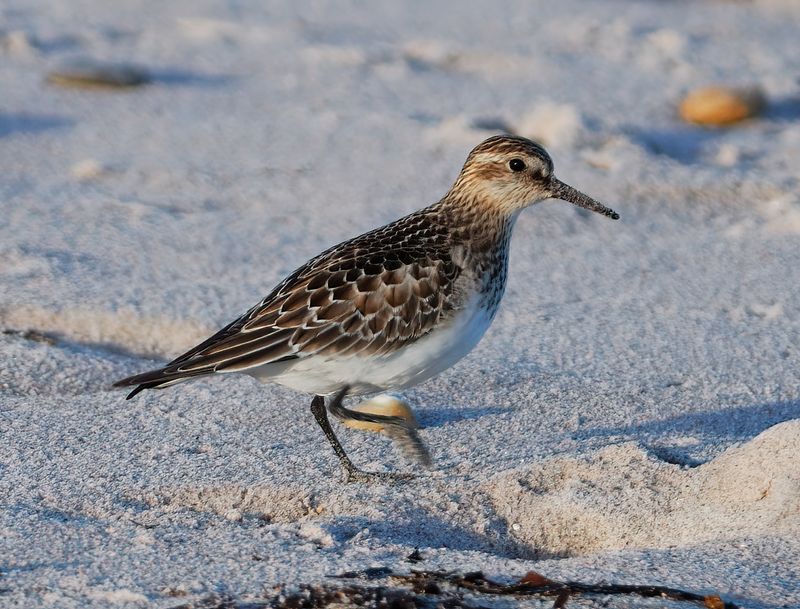 Bairds Sandpiper 