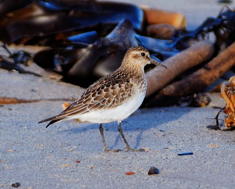 Bairds Sandpiper