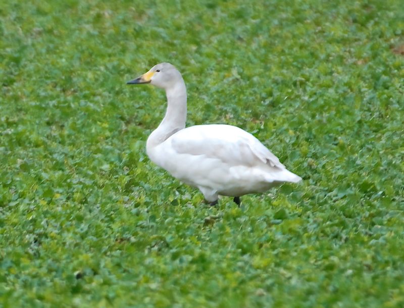 Bewicks Swan 