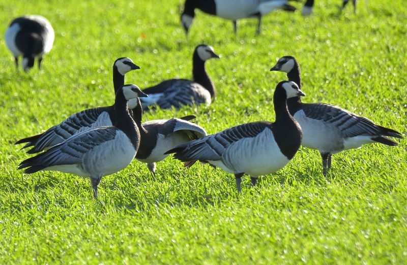 Barnacle Goose
