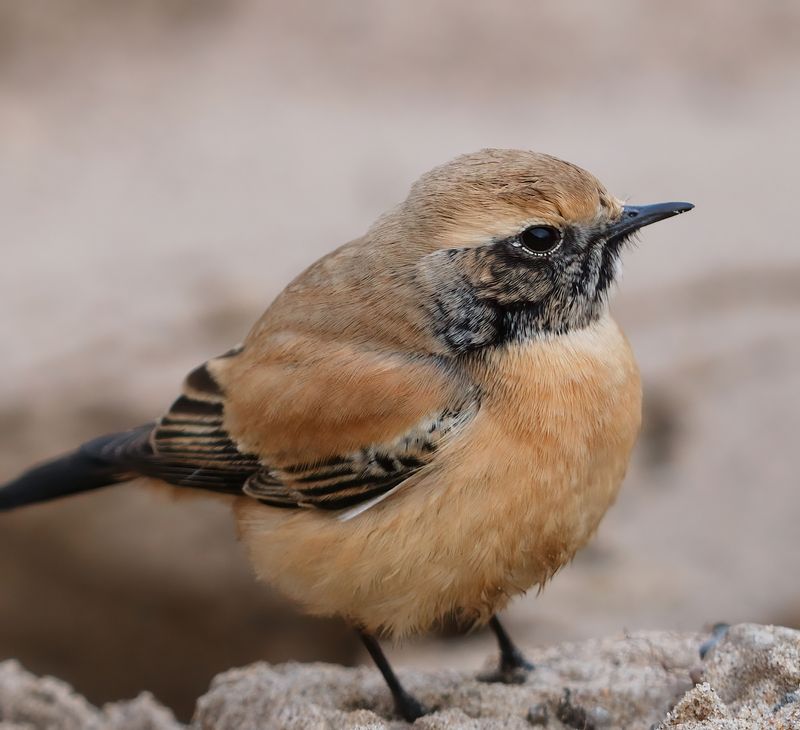 Desert Wheatear