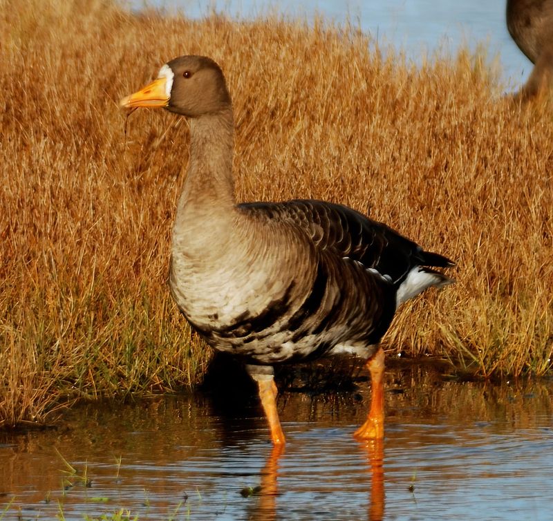 White-fronted Goose 