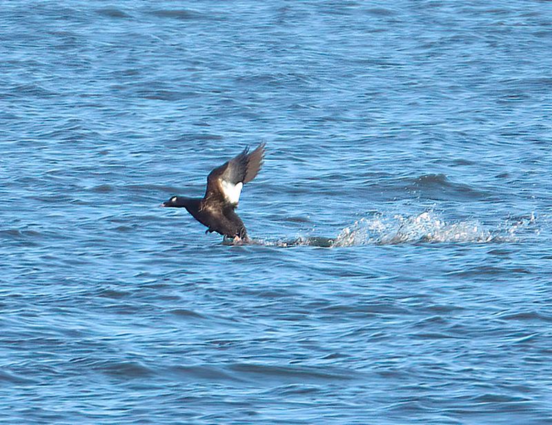 White-winged Scoter 
