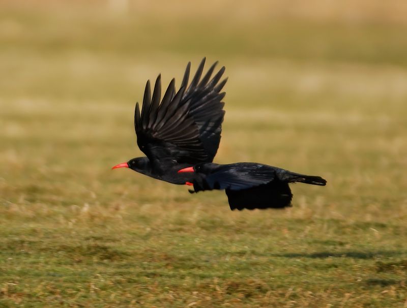 Chough