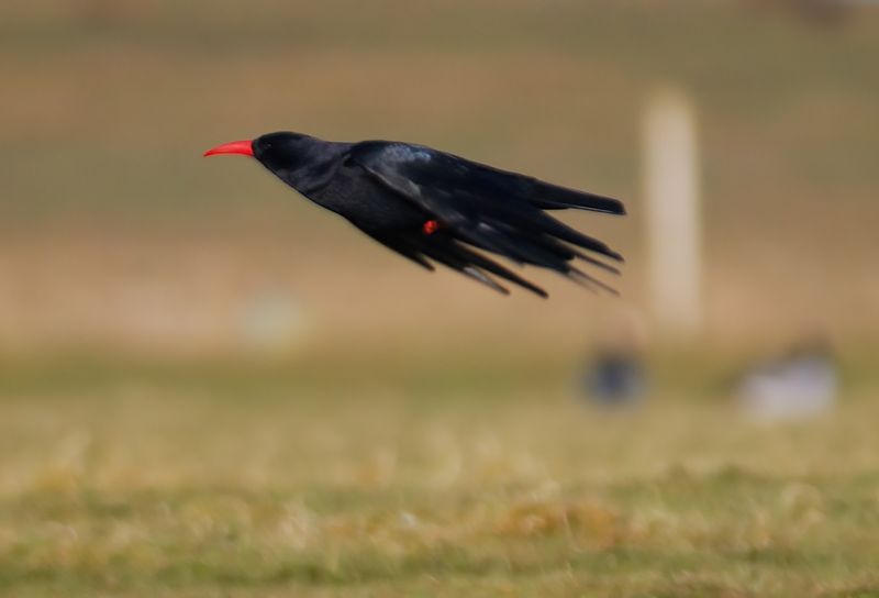 Chough