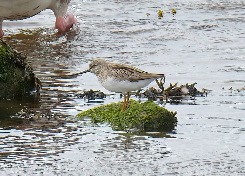 Terek Sandpiper 