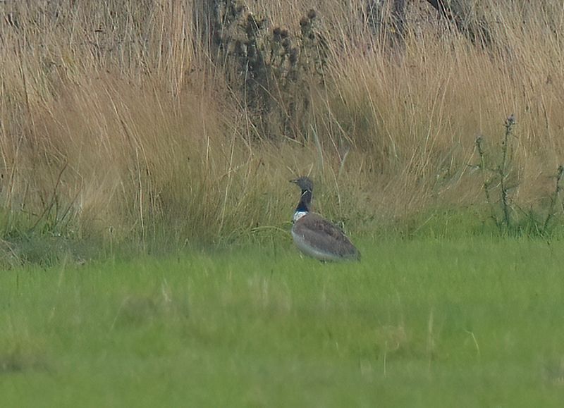 Little Bustard