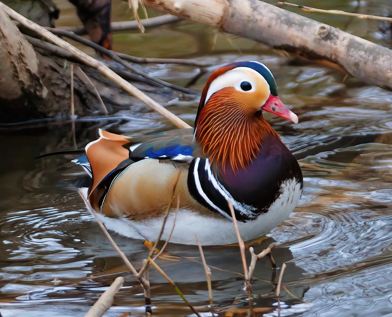 Mandarin 